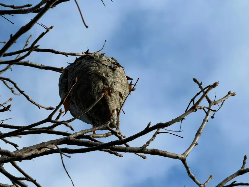 nid de guepes (1)